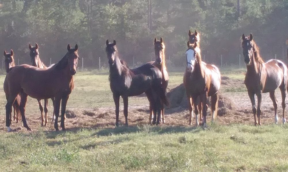 Columbia Riding Academy