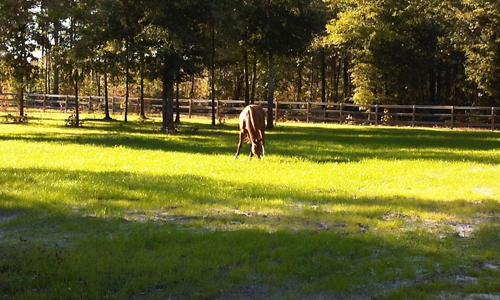 Green Savannah Stables, Inc.