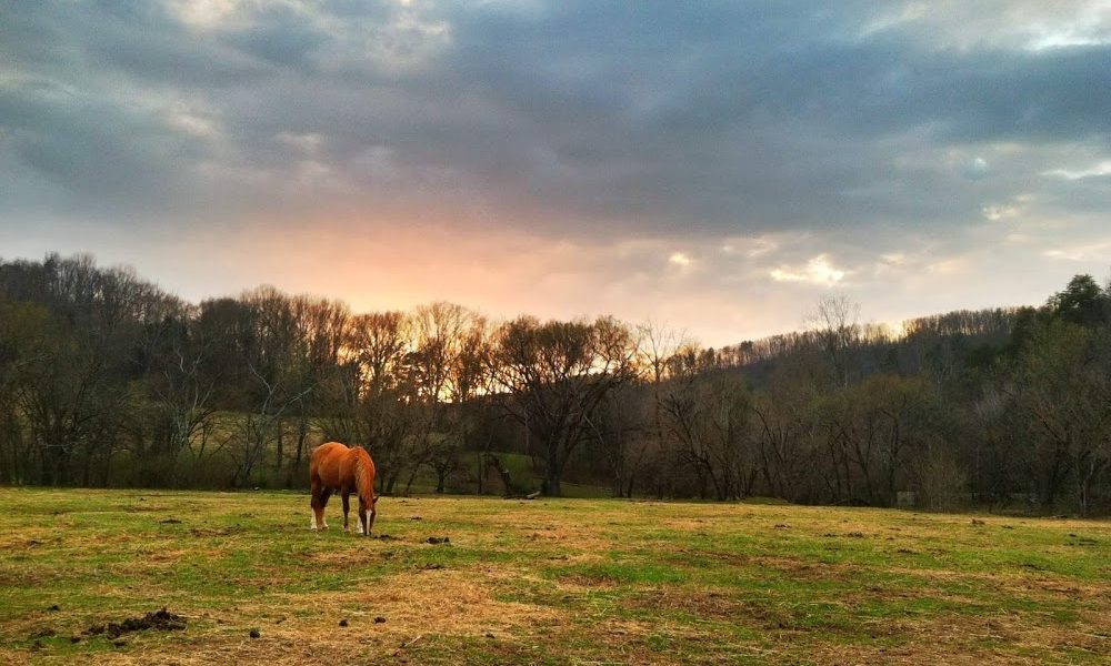 Hidden Hills Farm & Saddle Club