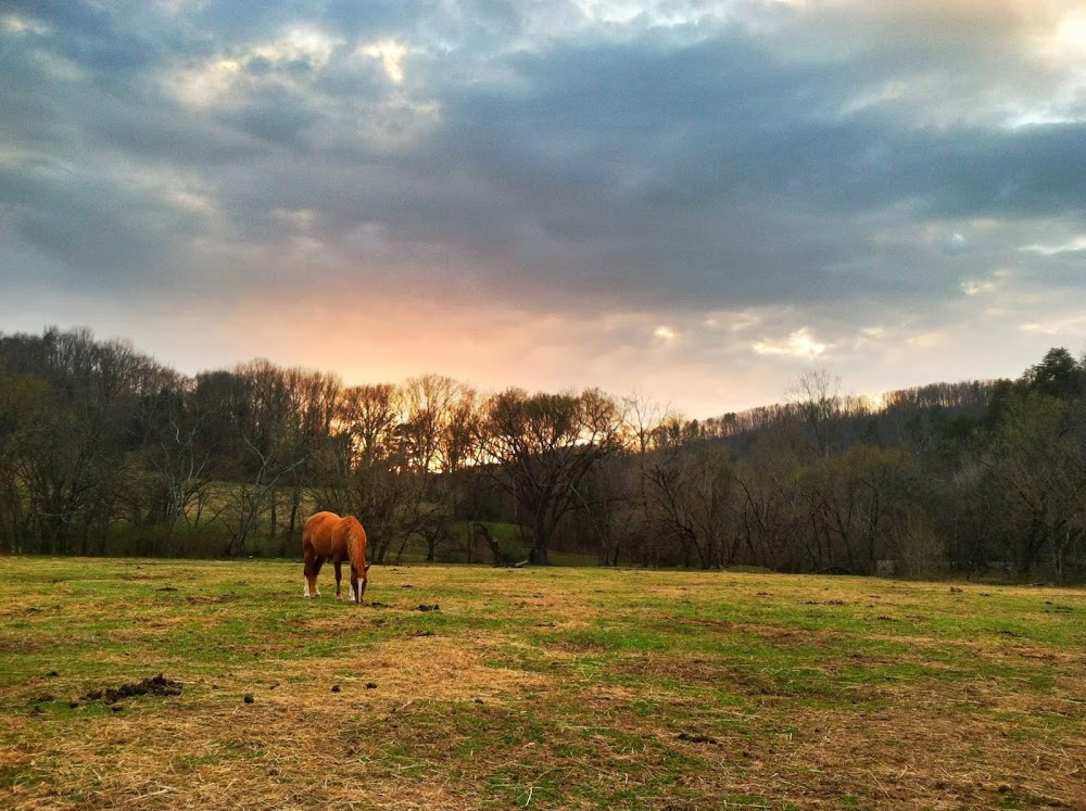 Hidden Hills Farm & Saddle Club