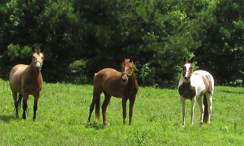 New South Equine Medicine