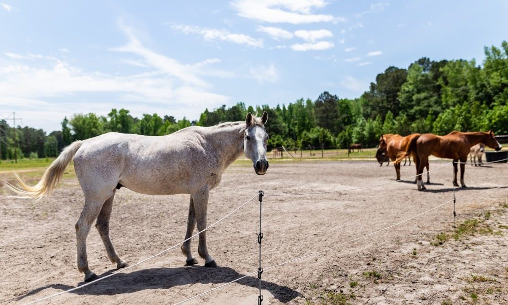 Red Barn Pony Park