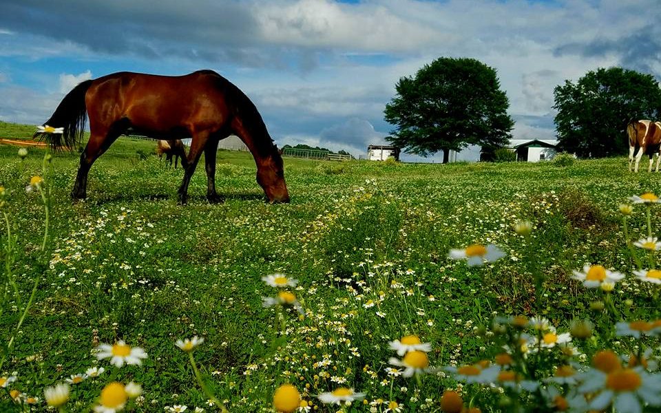 Shel-Clair Farms