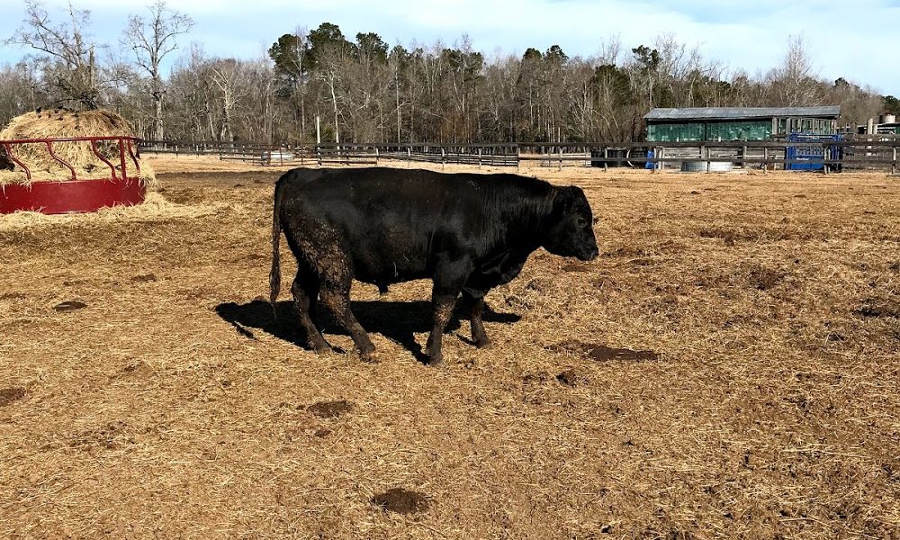 Anderson Farms & Stables