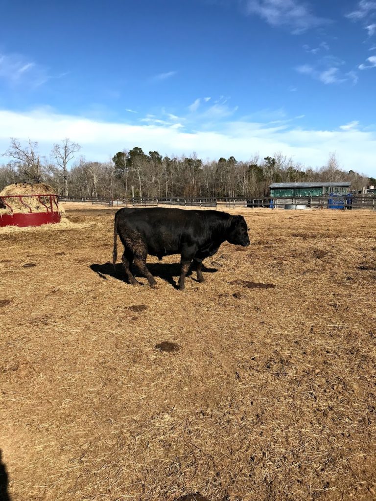 Anderson Farms & Stables