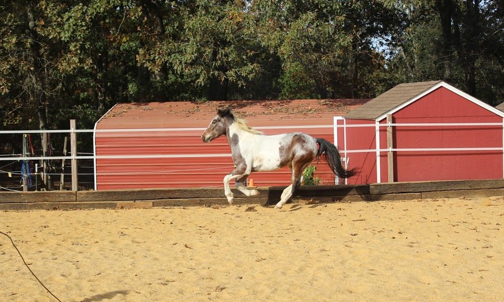 Equestrian Learning Center LLC