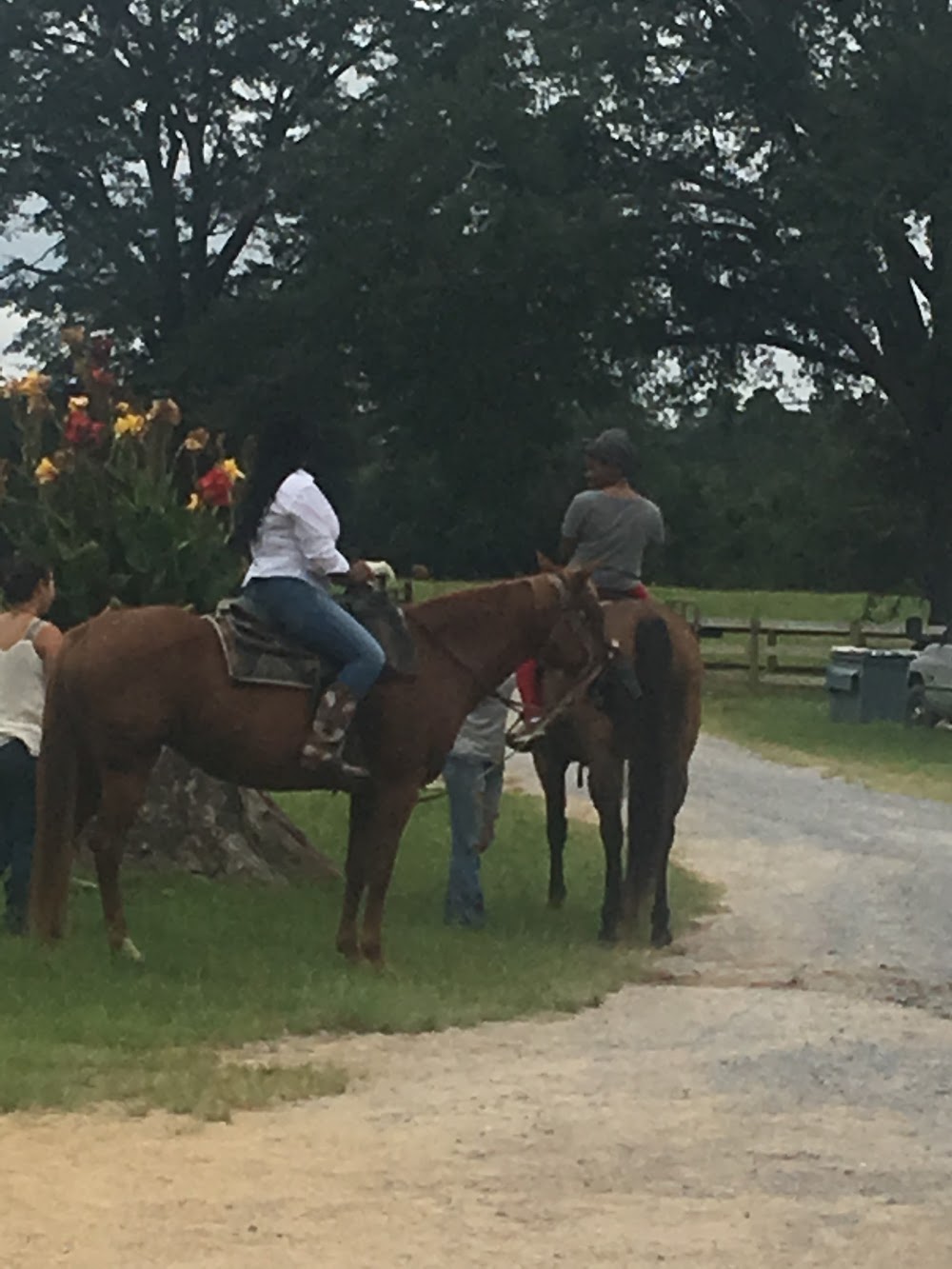 Shade Tree Riding Stables